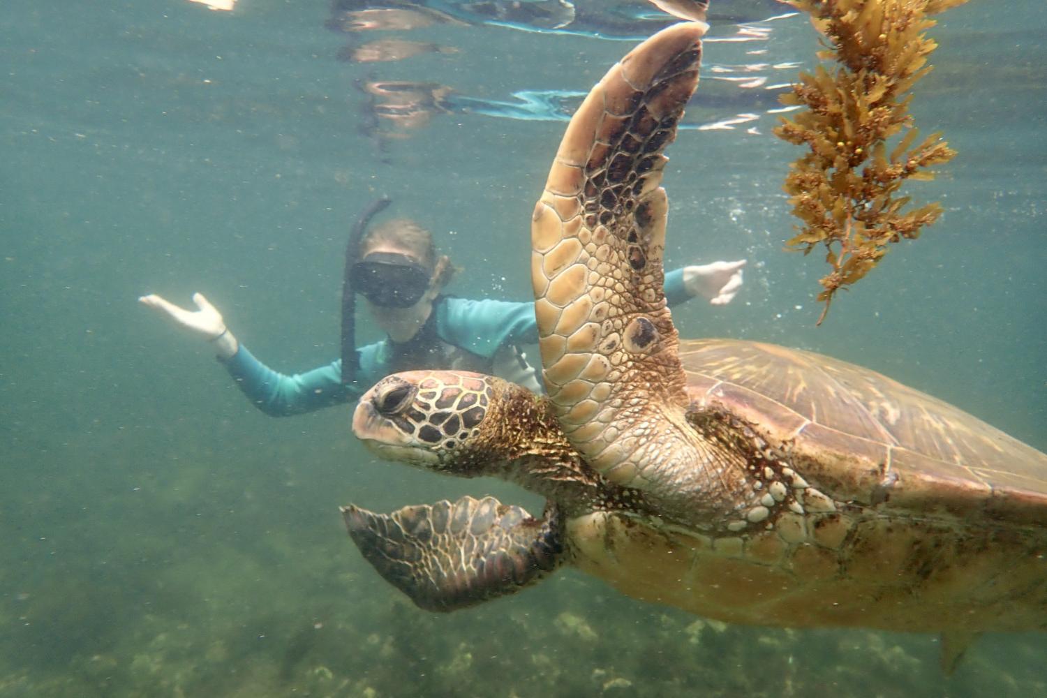 一名<a href='http://tc.haginopat.com'>博彩网址大全</a>学生在Galápagos群岛游学途中与一只巨龟游泳.